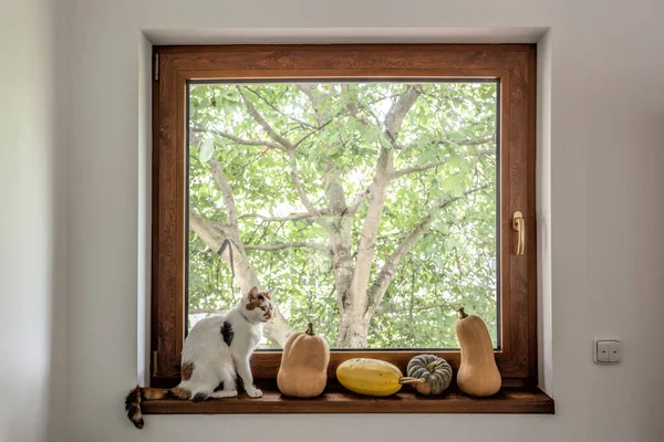 木に対して窓に白い猫が付いているカボチャのシリーズ ストック写真