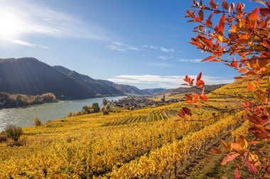 Avusturya 'nın Aşağı Avusturya bölgesindeki Weissenkirchen köyü yakınlarında rengarenk üzüm bağları ve Tuna Nehri ile Wachau Vadisi' nin (Unesco dünya mirası) sonbahar manzarası