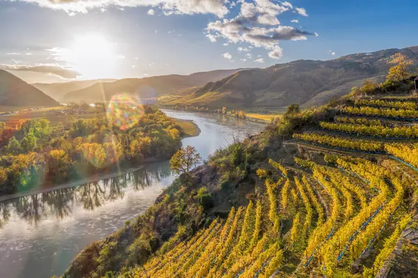 ウォシャウ渓谷 ユネスコ のパノラマ オーストリア下オーストリアのダーンシュタイン村近くのダヌー川に対する秋のブドウ畑 — ストック写真