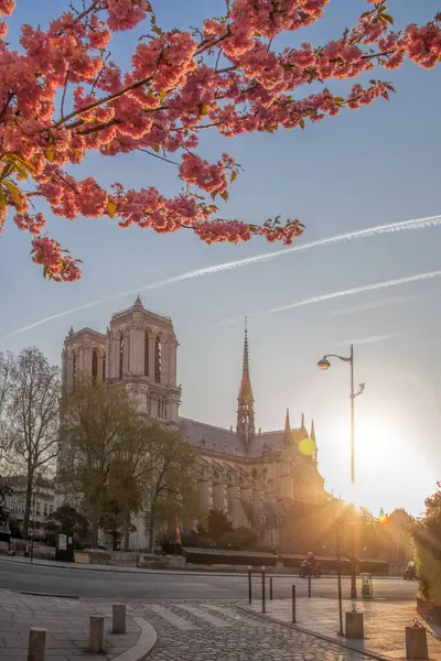 Paris Catedral Notre Dame Com Árvores Primavera França Fotos De Bancos De Imagens