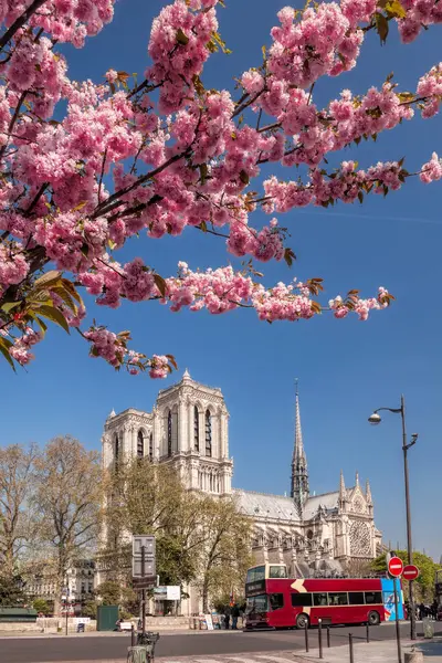 Parijs Notre Dame Kathedraal Met Lentebomen Frankrijk Stockfoto
