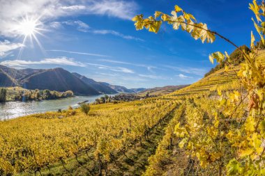Avusturya 'nın Aşağı Avusturya bölgesindeki Weissenkirchen köyü yakınlarında rengarenk üzüm bağları ve Tuna Nehri ile Wachau Vadisi' nin (Unesco dünya mirası) sonbahar manzarası