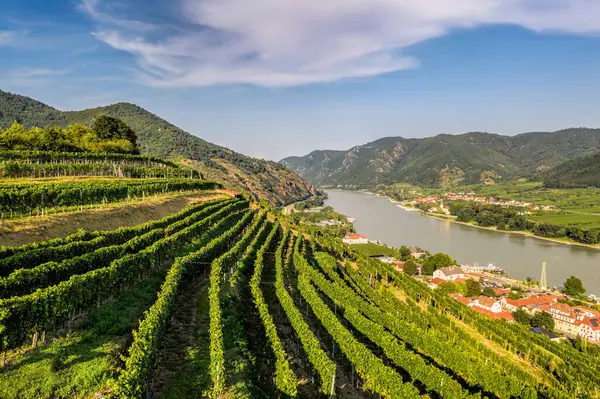 stock image Wachau Valley with green vineyards in Spitz village above Danube river, Lower Austria, Austria.