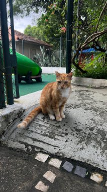 Resim, küçük bir oyun alanında dikkatlice oturan meraklı bir turuncu tekir kediyi yakalıyor. Deşici yeşil gözleri ve canlı kulaklarıyla kedi, çerçevenin ötesindeki bir şeyi gözlemliyor.