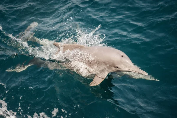 Dolphin Musandam Oman Taken May 2022 — Stockfoto