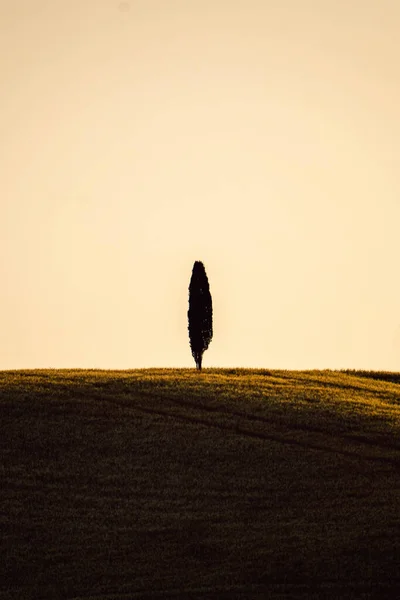 Tree Silhouette Tuscany Italy Sunset Taken Summer 2022 — Zdjęcie stockowe