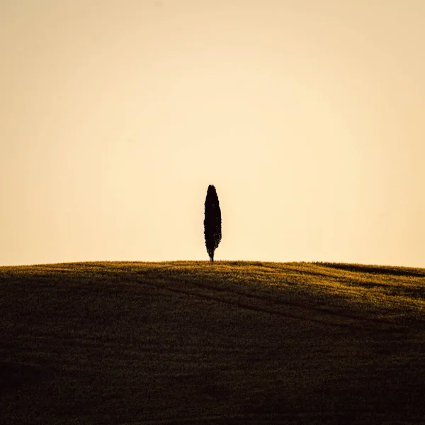 Tree Silhouette Tuscany Italy Sunset Taken Summer 2022 — Fotografia de Stock