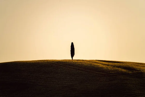 Tree Silhouette Tuscany Italy Sunset Taken Summer 2022 — Zdjęcie stockowe