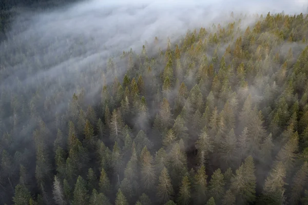 Лес Сверху Туманом Черногории Снятый Июне 2022 Года Лицензионные Стоковые Фото
