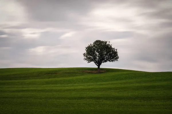 Lonely Tree Meadow Moving Clouds Stockbild
