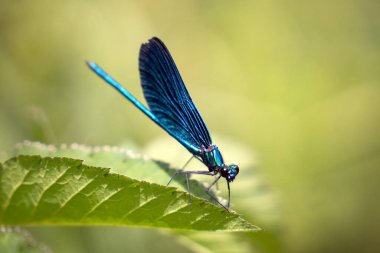 Dragonfly sitting on a leave taken in May 2022