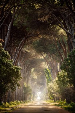 Alley of trees in Italy taken in May 2022