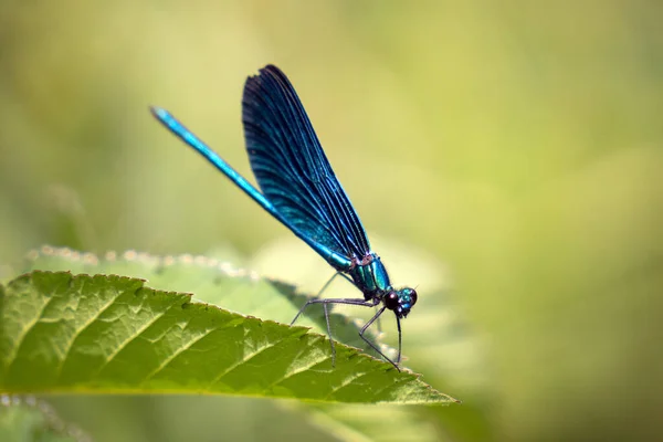 Dragonfly Sitting Leave Taken May 2022 — Stock Photo, Image