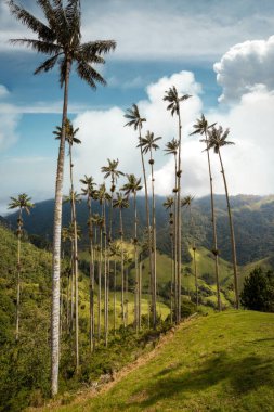 Kolombiya 'daki Cocora Vadisi, Güney Amerika