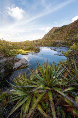 Ulusal Park Los Nevados Kolombiya