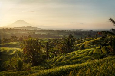 Güneydoğu Asya 'daki pirinç tarlaları