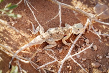 Small Lizard in the Desert in Mongolia clipart