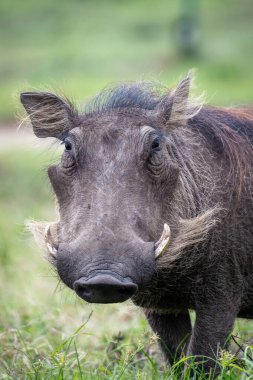 Uganda Dağlarında Yaban Domuzu