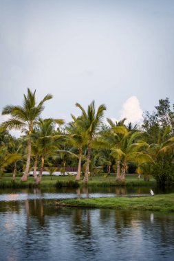 Palm Trees in the Caribbean clipart