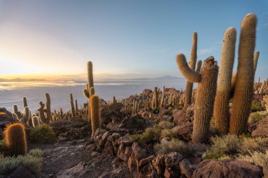 Salar Uyuni Bolivya 'daki Kaktüs Adası