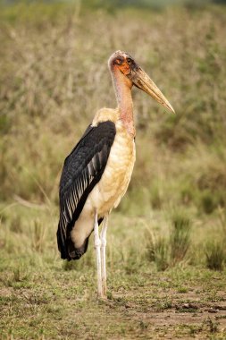 Uganda Otlaklarında Marabou Leyleği