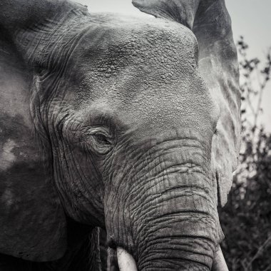 Uganda 'da Fil Siyah ve Beyaz