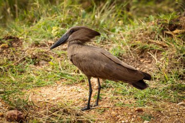 Hamerkop in the Uganda Grasslands clipart