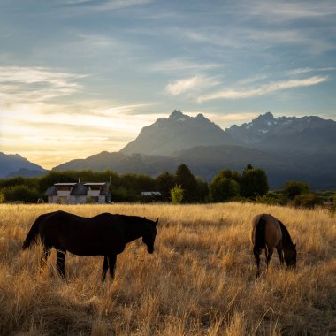Patagonya 'da Arjantin' de Günbatımında Altın Tarlalar