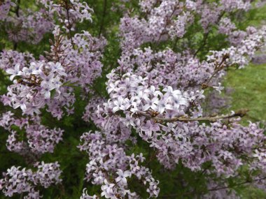 İlkbaharın ya da leylak çalılarının tatlı kokusu.