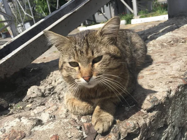 Gato Chão Madeira — Fotografia de Stock