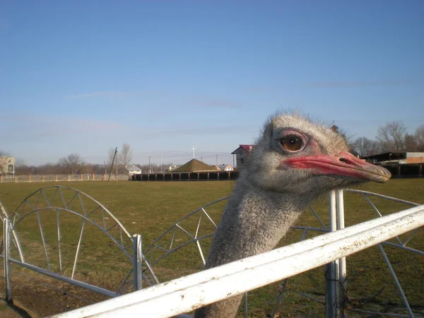 Real Ostrich Farm Its Representative — Stock Photo, Image