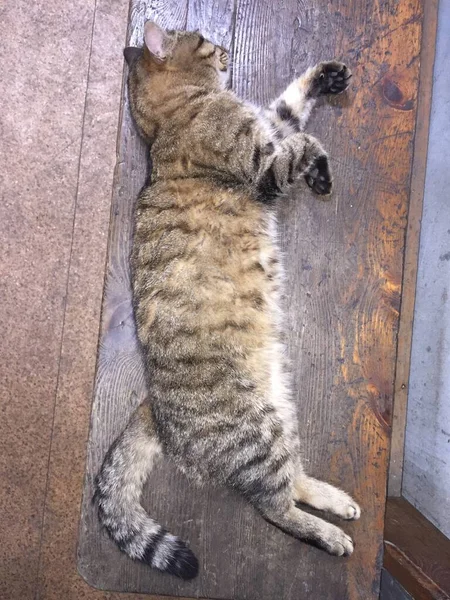 Kucing Berbaring Bangku Kayu Atau Kucing Tidur Bangku — Stok Foto