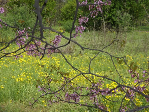 Piękny Botaniczny Strzał Kwitnącej Rośliny Podobnej Sakury — Zdjęcie stockowe
