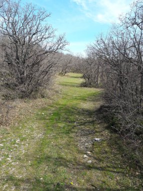 Dağın ortasında, ormanın içinde patikası olan güzel bir manzara.