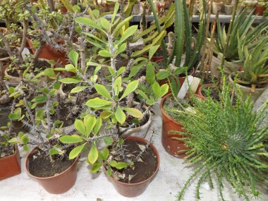 Saksılarda, bitkilerde, sulu ve kaktüslerde güzel bitkiler