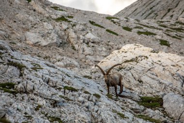 Alp dağ keçisi fotoğrafı Julian Alp, Slovenya 'da çekildi