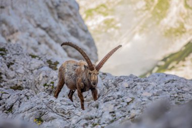 Alp dağ keçisi fotoğrafı Julian Alp, Slovenya 'da çekildi