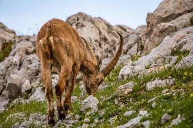 Alp dağ keçisi fotoğrafı Julian Alp, Slovenya 'da çekildi