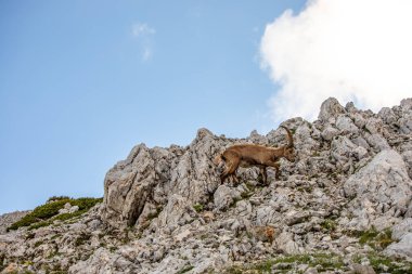 Alp dağ keçisi fotoğrafı Julian Alp, Slovenya 'da çekildi