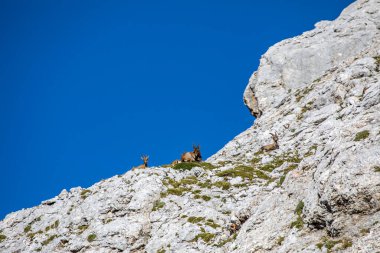 Alp dağ keçisi fotoğrafı Julian Alp, Slovenya 'da çekildi