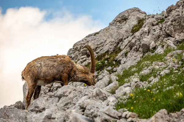 Alp dağ keçisi fotoğrafı Julian Alp, Slovenya 'da çekildi