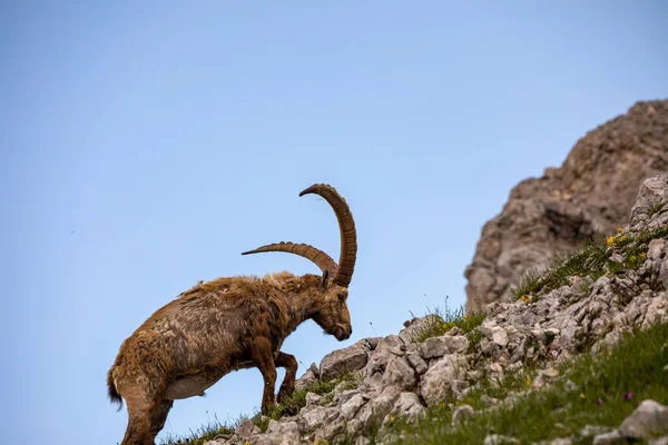 stock image Alpine ibex picture taken in Julian alps, Slovenia