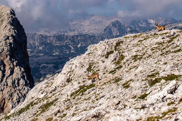 Фотография Альпийского Горного Козла Сделанная Юлианских Альпах Словения — стоковое фото
