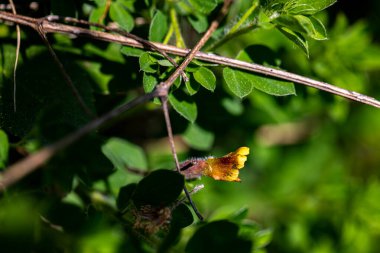 Ormanda büyüyen Cytisus hirsutus çiçeği, yakınlaş.