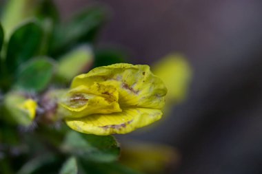 Ormanda büyüyen Cytisus hirsutus çiçeği, yakınlaş.