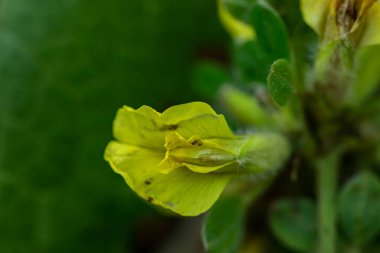 Ormanda büyüyen Cytisus hirsutus çiçeği, yakınlaş.
