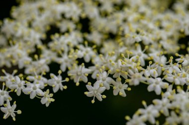 Sambucus Nigra çayırda büyüyor, yaklaşın.