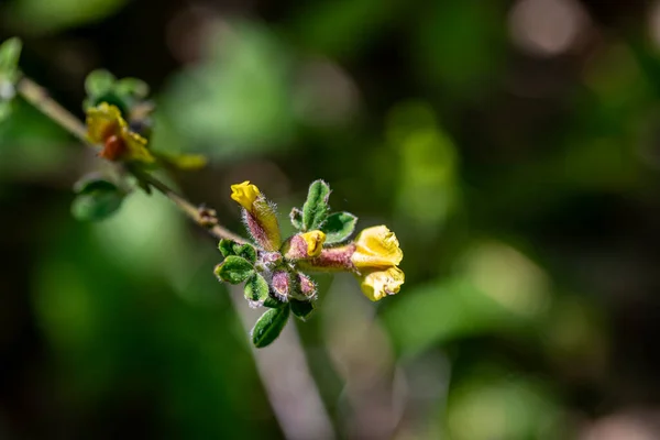 Ormanda Büyüyen Cytisus Hirsutus Çiçeği Yakınlaş — Stok fotoğraf