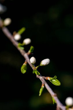 Prunus spinosa çiçeği çayırda büyüyor, yakın plan.