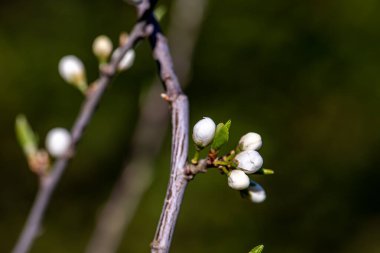 Prunus spinosa çiçeği çayırda büyüyor, yakın plan.